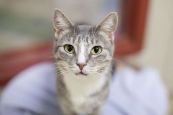КОТ НА САЙЬ