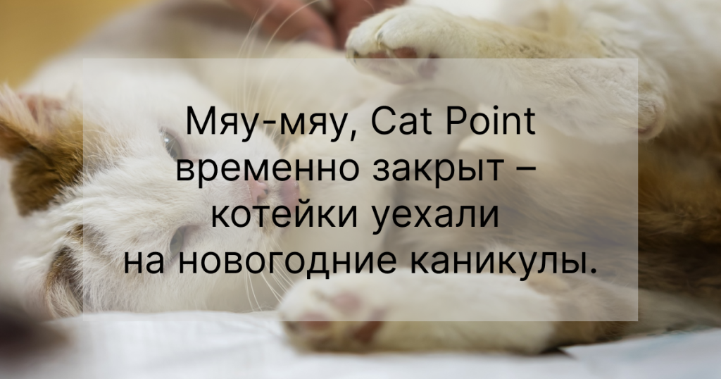 CAT POINT – место встречи человека и кота | Подарок Судьбы