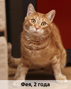 Баранова_Фея_2г_верт