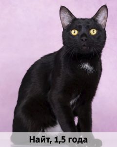 Баранова_Найт_1,5г_верт