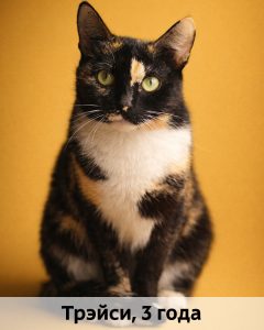 Баранова_Трэйси_3г_верт