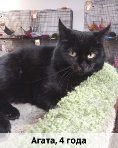 Донецк_Агата_4г_верт