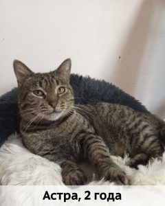 Донецк_Астра_2г_верт