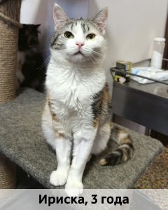 Донецк_Ириска_3г_верт_