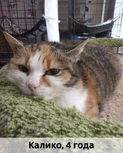 Донецк_Калико_4г_верт