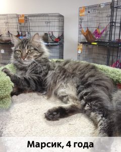 Донецк_Марсик_4г_верт