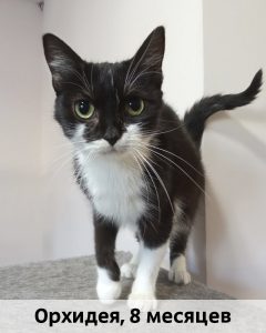 Донецк_Орхидея_8мес_верт