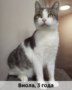 Донецк_Виола_3г_верт