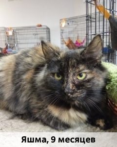 Донецк_Яшма_9мес_верт