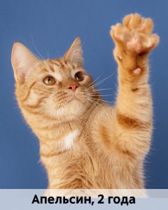 КВД_Апельсин-Мандарин