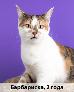 КВД_Барбариска