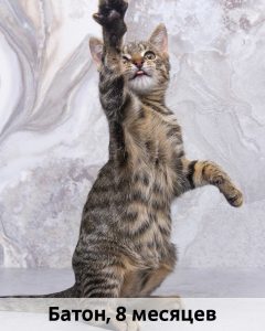 КВД_Батон_8мес_верт
