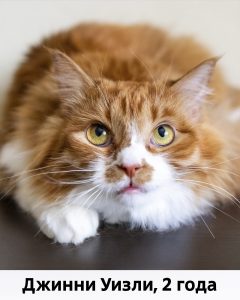 КВД_Джинни Уизли