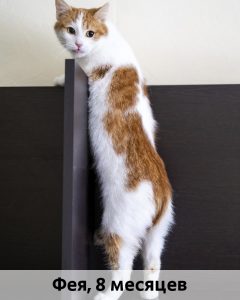КВД_Фея_8мес_верт