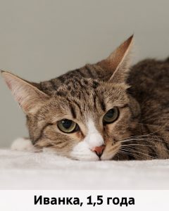 КВД_Иванка_1,5г_верт