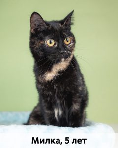 КВД_Милка_5л_верт