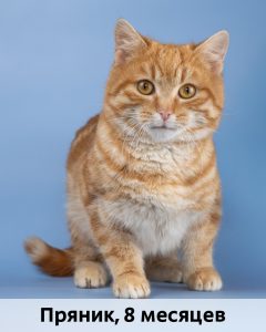 КВД_Пряник_8мес_верт