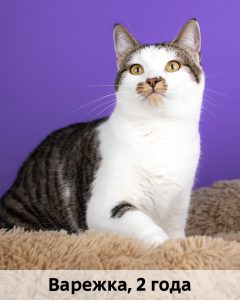 КВД_Варежка