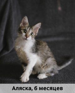 ЛЗ_Аляска_6мес_верт
