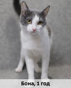 ЛЗ_Бона_1г_верт