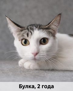 ЛЗ_Булка_2г_верт