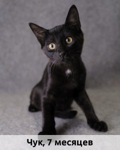 ЛЗ_Чук_7мес_верт