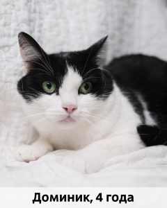 ЛЗ_Доминик_4г_верт