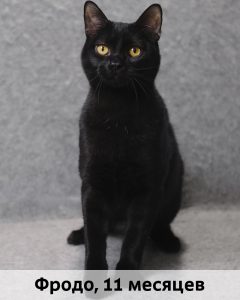 ЛЗ_Фродо_11мес_верт