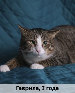 ЛЗ_Гаврила_3г_верт