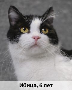 ЛЗ_Ибица_6л_верт