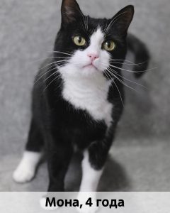 ЛЗ_Мона_4г_верт