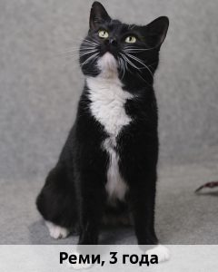 ЛЗ_Реми_3г_верт