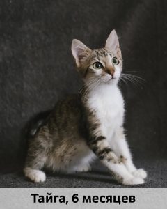 ЛЗ_Тайга_6мес_верт