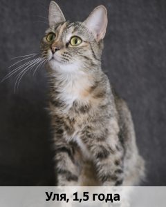 ЛЗ_Уля_1,5г_верт