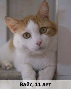 ЛЗ_Вайс_11л_верт