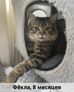 Мурмурия_Фёкла_8мес_верт