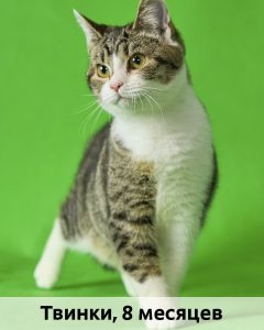 Мурмурия_Твинки_8мес_верт