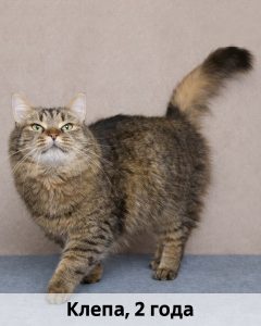 ТОС_Клепа_2г_верт